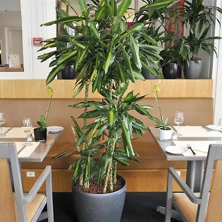 Hotel Lion D\'Or 